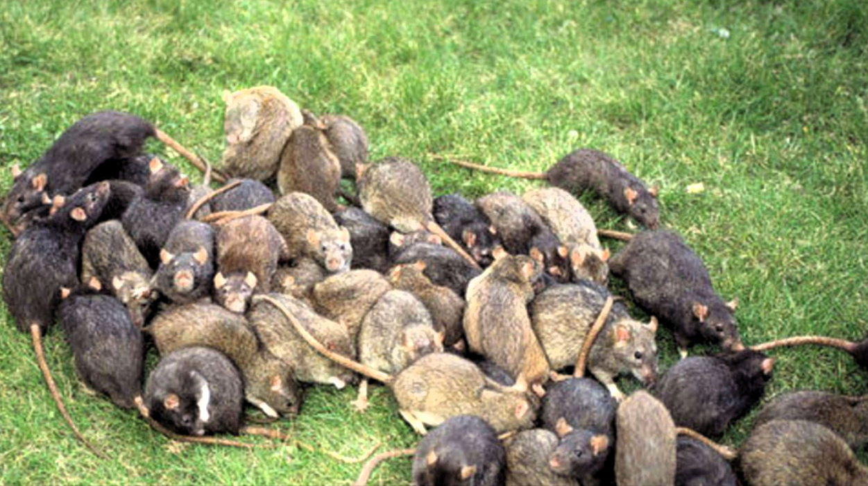Nach dem Hochwasser jetzt die Seuchen? Behörden warnen vor Plagen von Ratten und Mücken und Infektionen